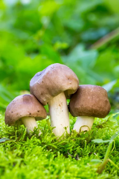 Trois champignons gris (lyophyllum decastes) dans la mousse verte sur un fond naturel dans l'habitat naturel Fermer — Photo