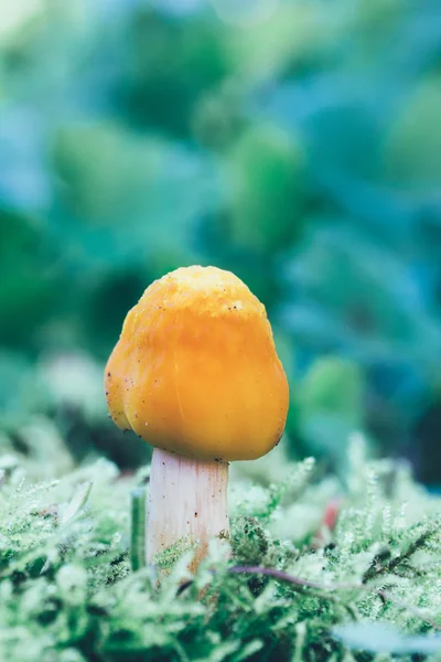 Gul svamp i grön mossa på en naturlig bakgrund i naturliga Habitat närbild. Tonade foto — Stockfoto