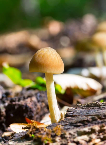 Cogumelo da floresta em uma clareira ensolarada entre as folhas caídas no fundo natural no habitat natural Close Up — Fotografia de Stock