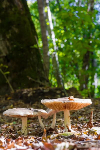 森林蘑菇中落叶在自然栖息地中的自然背景上阳光的空地上关闭 — 图库照片