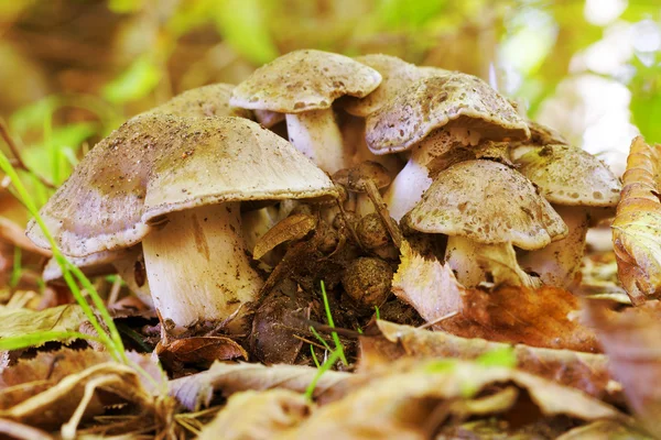 Kleine und große Pilze im Herbstwald zwischen den abgefallenen Blättern auf natürlichem Untergrund in natürlichem Lebensraum aus nächster Nähe — Stockfoto