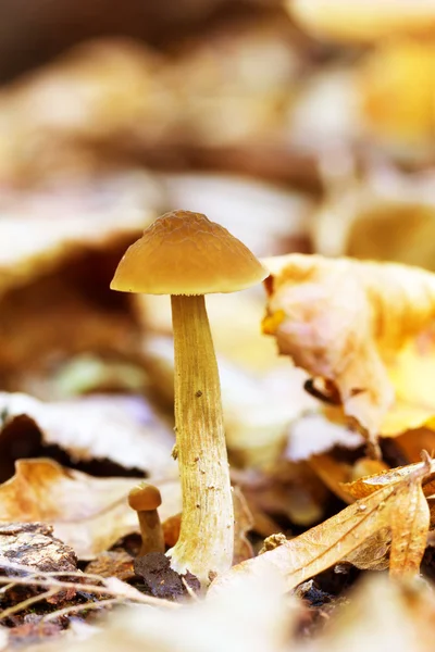 在一块空地之间在自然栖息地中的自然背景上落叶的森林蘑菇关闭 — 图库照片