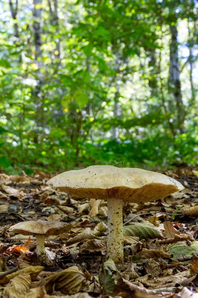 Cogumelos grandes e pequenos na floresta entre as folhas caídas no fundo natural no habitat natural Close Up — Fotografia de Stock
