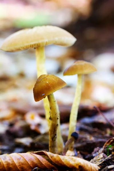 Leśne grzyby w A wyczyszczenie wśród Fallen pozostawia na naturalne tło w naturalnych siedlisk Close Up. Płytkiej głębi ostrości — Zdjęcie stockowe