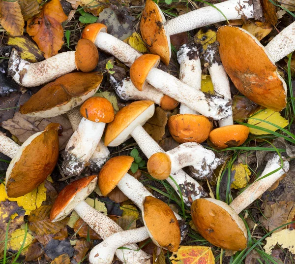 Mazzo di funghi freschi della foresta commestibile di Boletus (Leccinum aurantiacum) sdraiato a terra. Primo piano con vista dall'alto — Foto Stock