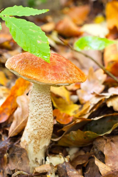 Der essbare Waldpilz Steinpilz (leccinum aurantiacum) wächst im Herbstwald. Nahaufnahme von vorne — Stockfoto