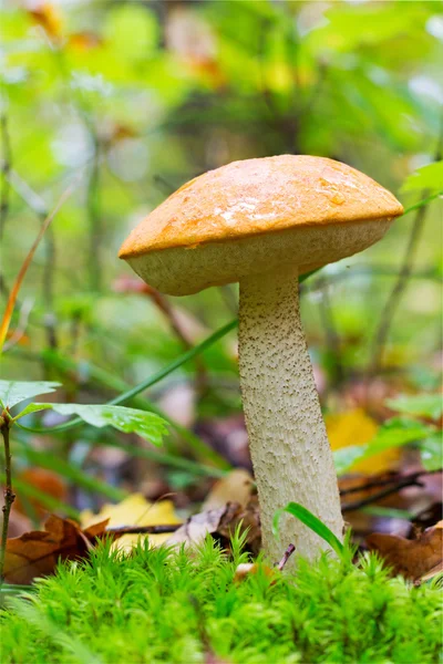 年轻森林食用菌橙盖牛肝菌 （Leccinum 叠） 之间绿色苔藓和干叶在秋天森林。前视图特写。秋天的概念 — 图库照片