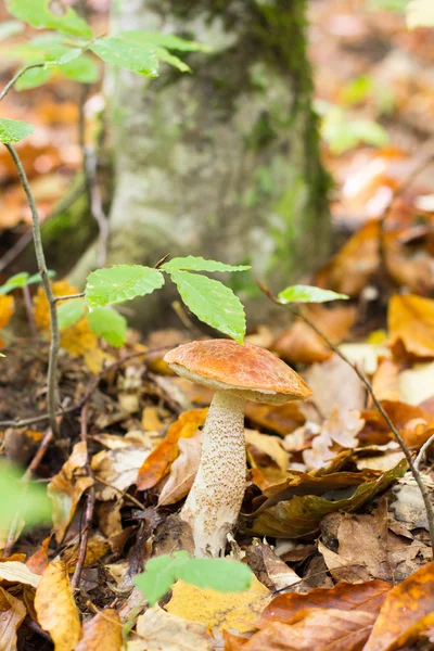 孤星食用蘑菇橙色盖牛肝菌 （Leccinum 叠） 增加在秋天森林。前视图特写 — 图库照片
