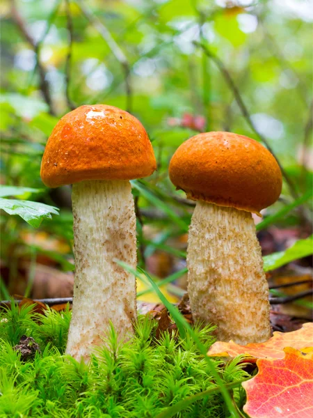 Dois jovens comestíveis floresta cogumelo laranja boné Boletus (Leccinum aurantiacum) Entre musgo verde e folhas secas na floresta de outono. Vista frontal Closeup. Conceito de Outono — Fotografia de Stock