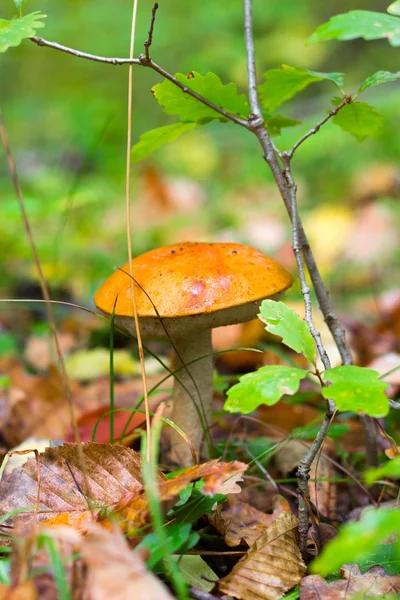 Boleto de cogumelos de floresta comestível único (Leccinum aurantiacum) cresceu na floresta de outono. Vista frontal de close-up — Fotografia de Stock