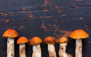 Taze yenilebilir yabani mantar çörek (Leccinum aurantiacum) eski ahşap arka plan siyah üzerinde kırık. Üstten Görünüm yakın çekim. Metin için ile yer