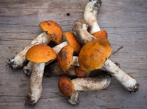 Banda čerstvé jedlé lesní houby oranžová čepice Hřib (Leccinum aurantiacum) na the staré Grey dřevěné pozadí. Detailní pohled shora — Stock fotografie