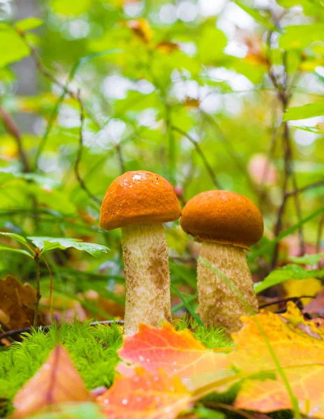 Dois Um jovem cogumelo comestível (Leccinum aurantiacum) Entre musgo verde e folhas secas na floresta de outono. Vista frontal close-up — Fotografia de Stock