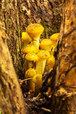 Genç yenilebilir orman sonbahar ormandaki bir ağaç köklerinin büyüyen mantar mantar. Önden Görünüm portre. Seçici odak