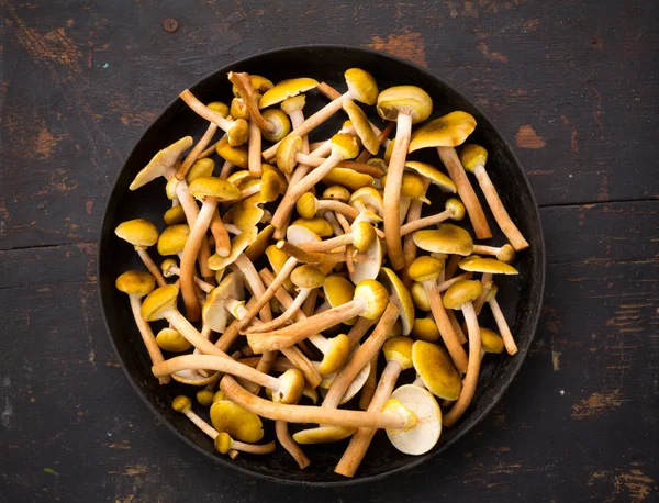 Obehandlad gul ätliga vilda svampar svamp i en stor stekpanna på en gammal svart träbord närbild ovanifrån — Stockfoto