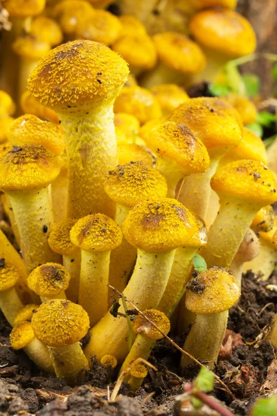 Junge gelbe essbare Waldpilze in Nahaufnahme. Selektiver Fokus — Stockfoto