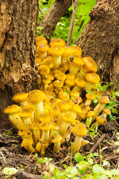 Agaric miód grzyby jadalne lasu rośnie w korzeni z drzewa w jesieni lesie. Widok z przodu zbliżenie — Zdjęcie stockowe
