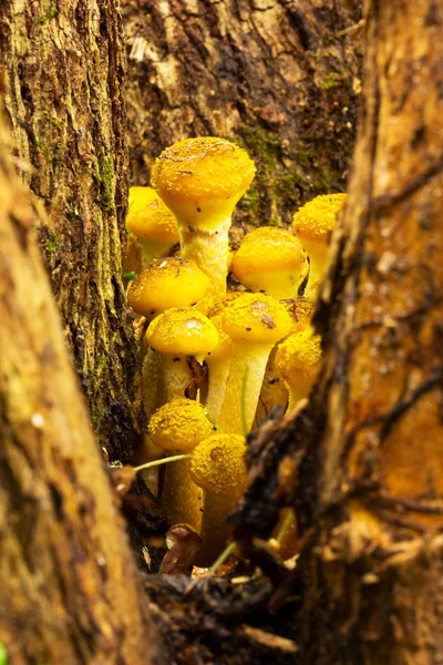幼林食用蘑菇蘑菇生长在一棵树在秋天森林的根源。前视图特写。选择性的焦点 — 图库照片