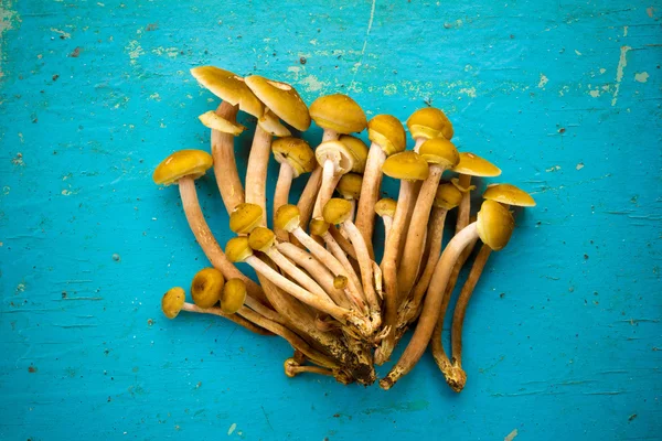 A Bunch Of Yellow Edible Wild Mushrooms Agaric Honey On A Blue Background Closeup — Stock Image A Bunch Of Yellow Edible Wild Mushrooms Agaric Honey On A Blue Background Closeup Stock Photo