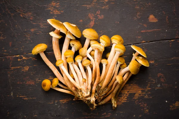 Сирі жовті їстівні лісові гриби на старому чорному дерев'яному столі крупним планом вид зверху — стокове фото