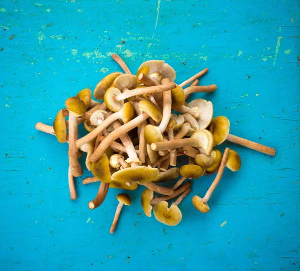 Pile Fresh forest Honey mushrooms scattered on the old blue background. Close-up, top view — Stock Image Pile Fresh forest Honey mushrooms scattered on the old blue background. Close-up, top view Stock Picture