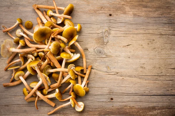 Pile Fresh Wild Honey mushrooms scattered on the old wooden board in the cracks with space for text. Close-up, top view — Stock Image Pile Fresh Wild Honey mushrooms scattered on the old wooden board in the cracks with space for text. Close-up, top view Royalty Free Stock Photos