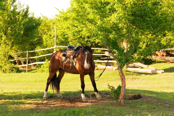 Paard gebonden aan een boom In het dorp op een boerderij In de zomer — Stockfoto