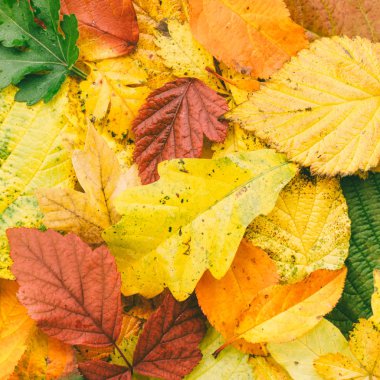 parlak düşen yapraklar yakın çekim, yukarıdan Sonbahar arka plan. renkli fotoğraf