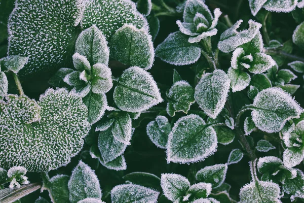 Folhas verdes cobertas com geada closeup, vista superior. foto matizado — Fotografia de Stock