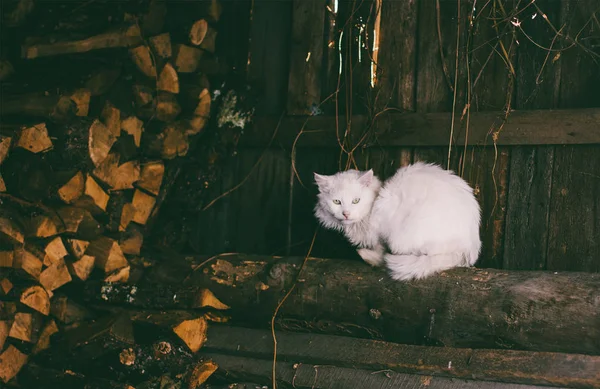 Old white cat sitting on logs in the woodshed, tinted photo — Stock Photo, Image