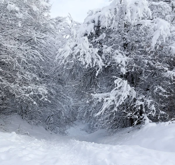 Snowy forest path on a winter morning — Stock Photo, Image