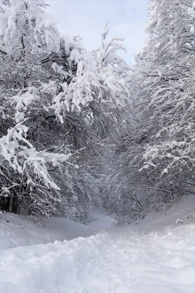 Snötäckt skogsstig en vintermorgon — Stockfoto