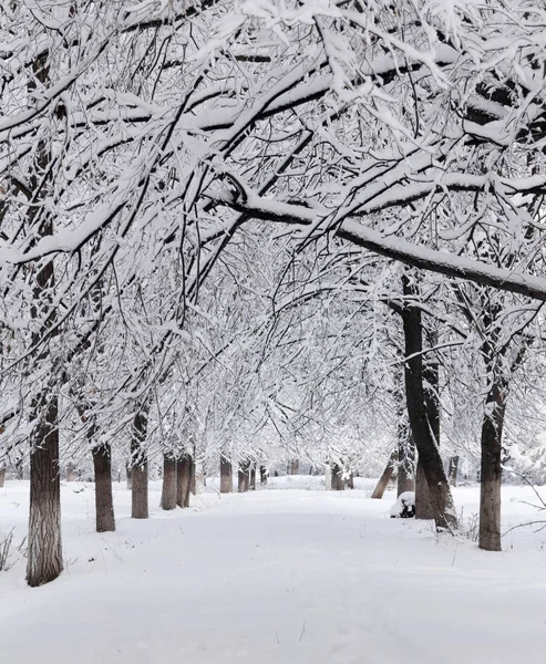 Snöiga gränd i parken på en vintermorgon — Stockfoto