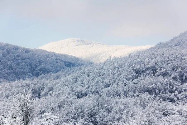 Paysage hivernal. collines forestières couvertes de neige, faible profondeur de champ — Photo