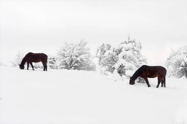 Άλογα που βόσκουν χειμώνα, αναζήτηση για γρασίδι κάτω από το χιόνι — Φωτογραφία Αρχείου