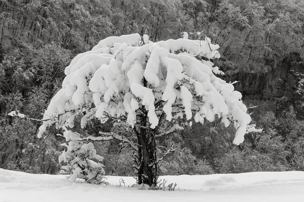 Pommier sauvage recouvert de neige sur une pente de montagne en arrière-plan de la forêt d'hiver gros plan. Photo noir et blanc — Photo