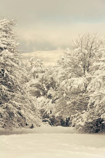 Paisaje de invierno, claro del bosque en la nieve —  Fotos de Stock