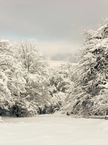 Bosque resplandor en la nieve, paisaje de invierno —  Fotos de Stock