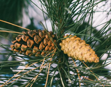 Kışın koniler ile çam dalı. yakın çekim, alt görünümü. renkli fotoğraf