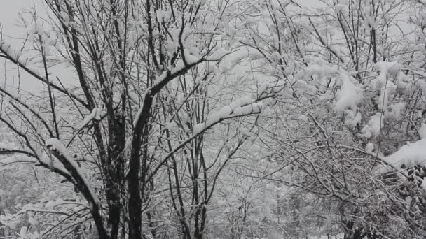 Снегопад крупным планом и деревья в снегу ранним зимним утром — стоковое видео
