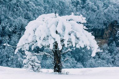 Ağaç Kış ormanı çekim arka planda bir dağ eğim kar kaplı. Tonlama fotoğraf