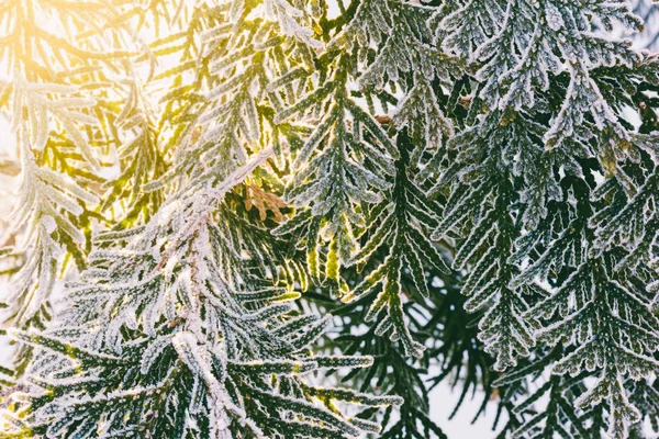 Arborvitae ramos cobertos de geada e iluminados pelo sol da manhã — Fotografia de Stock