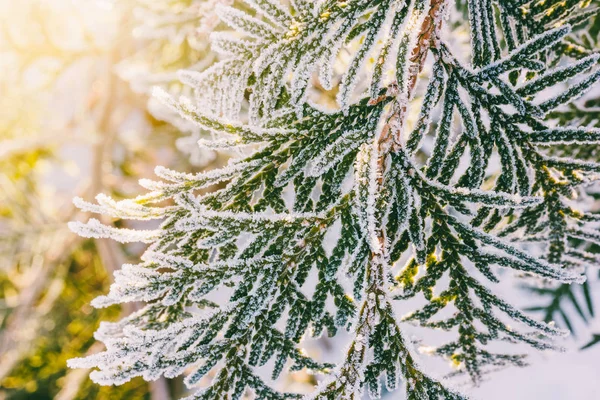 Arborvitae ramas cubiertas de heladas en la madrugada de invierno, primer plano —  Fotos de Stock