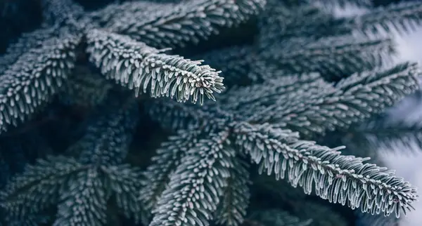 Fir branches covered with hoarfrost close up — Stock Photo, Image
