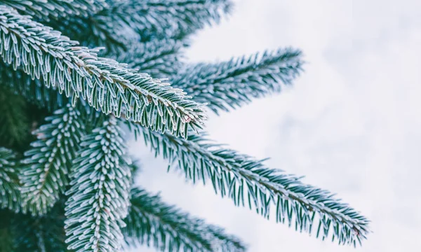 Ramas de abeto cubiertas de escarcha sobre fondo de nieve, poca profundidad de campo —  Fotos de Stock