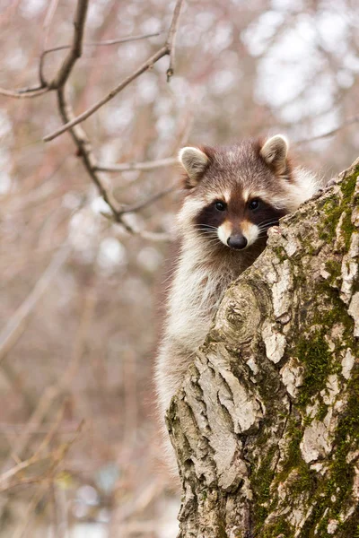 Un jeune raton laveur mâle gargarisé sur un tronc d'arbre gros plan — Photo