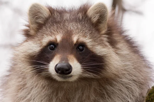 Portrait of a young raccoon close up — Stock Photo, Image