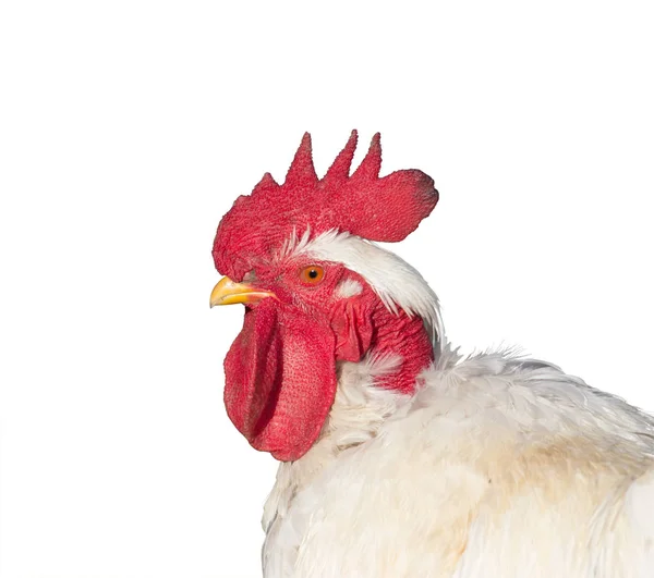 Retrato de galo branco isolado sobre fundo branco em perfil close-up — Fotografia de Stock