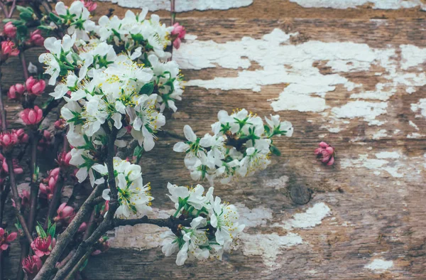 Arrière-plan printanier avec des branches d'arbres en fleurs sur une vieille planche rustique avec espace pour le texte. Photo teintée — Photo