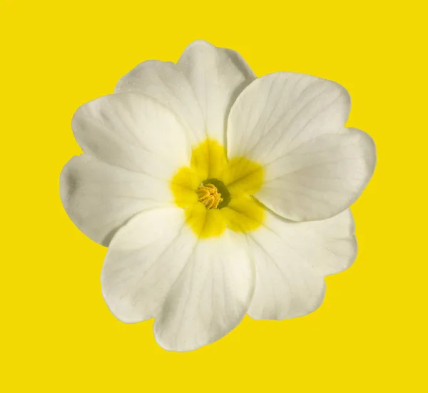 Biały kwiat na białym tle na żółtym tle zbliżenie Primula — Zdjęcie stockowe